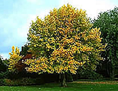 <strong>Liriodendron tulipifera</strong>