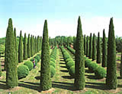 <strong>Thuja occidentalis</strong> 